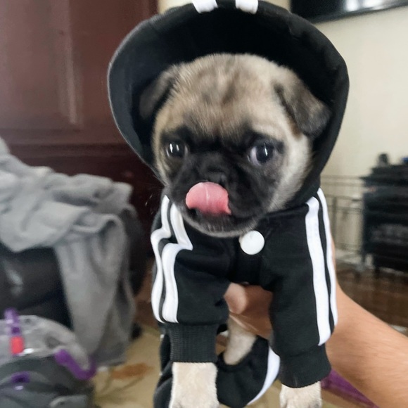 Adidas Inspired Adidog Hoodie Jacket 3 Bone Stripe Black White Sz Small - Picture 1 of 10